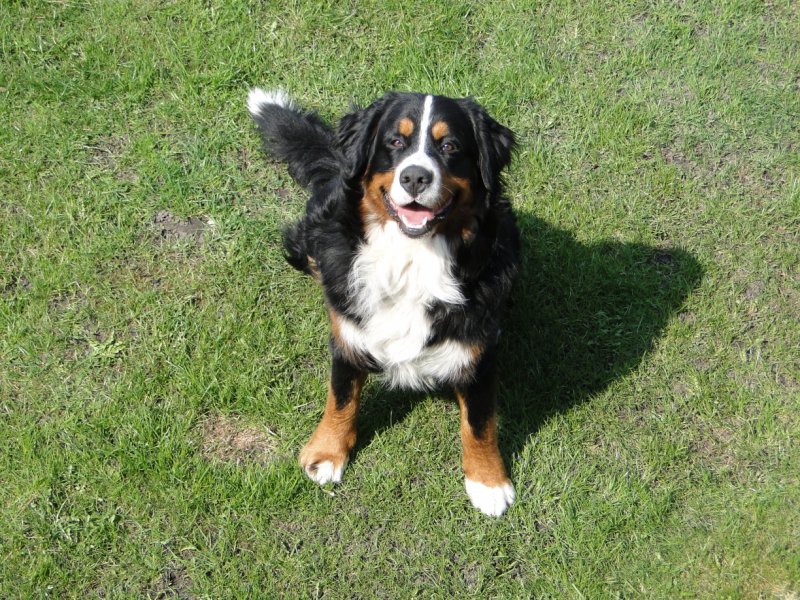 Bari - Berneński Pies Pasterski