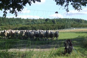 zadatki na psa pasterskiego..