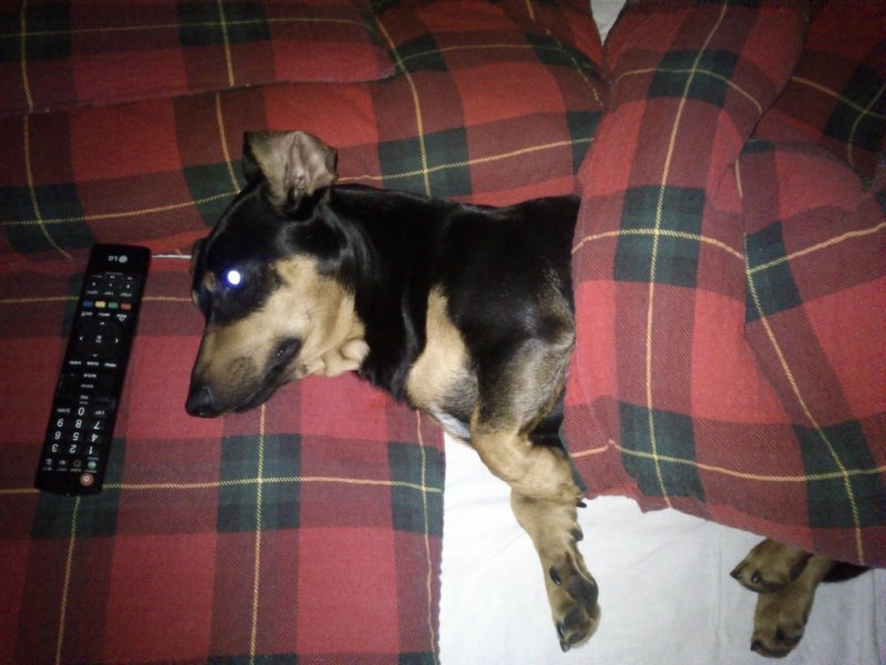 najlepsze posłąnko, to pani posłanko