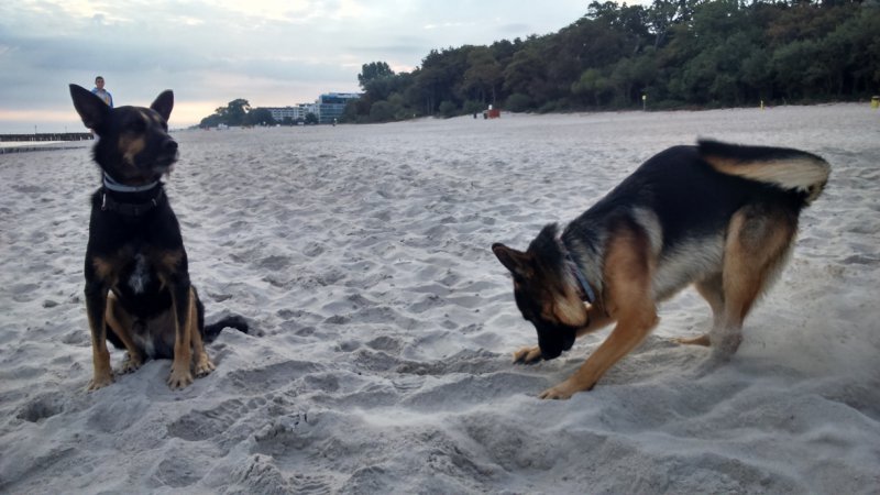 Ares & Basko