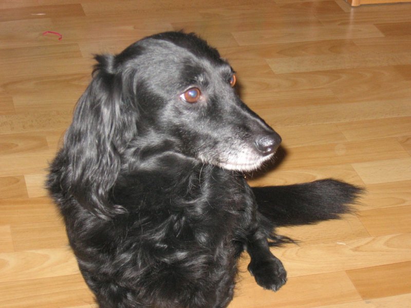 Mucha - moja kochana i wierna znajda