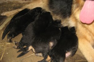 dwutygodniowe owczarki