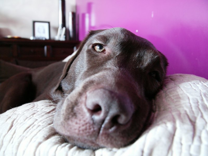 Buba się relaksuje.