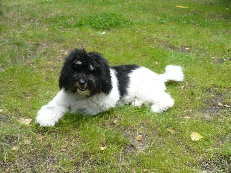 pongo