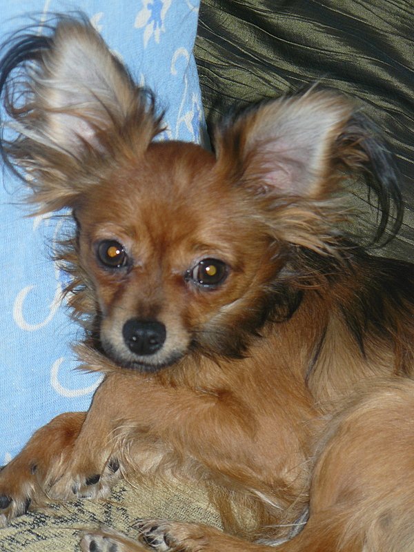 rosyjski toy długowłosy