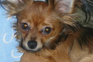 rosyjski toy długowłosy