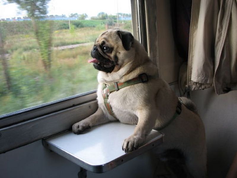 Mops Tofik w podróży