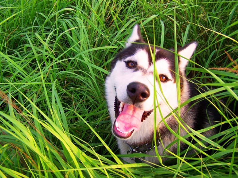 szczęśliwy Forest:)