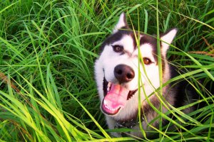 szczęśliwy Forest:)