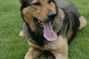 Frodosław na trawie