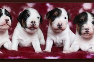 PARSON RUSSELL TERRIER