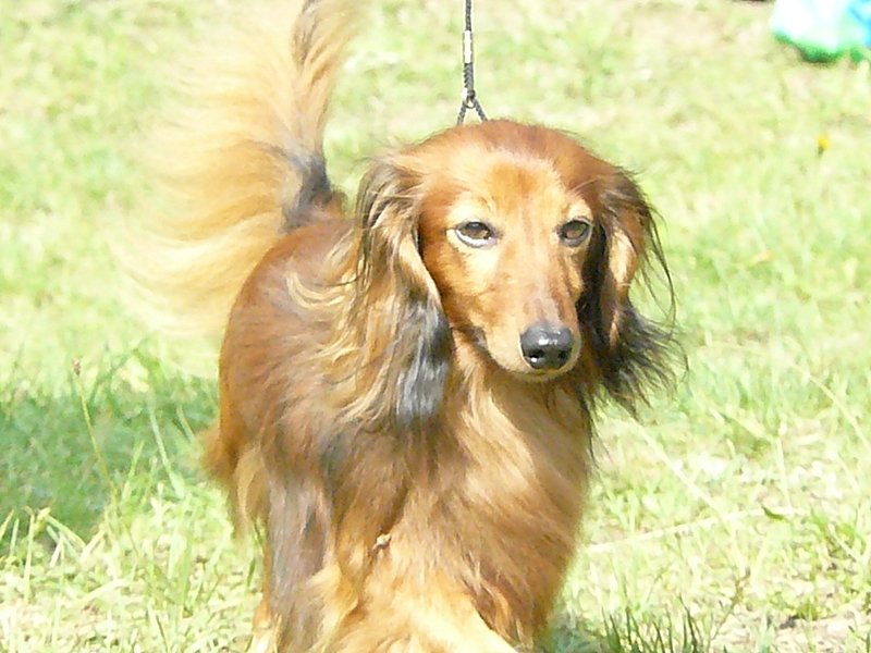 Jamnik Długowłosy Króliczy