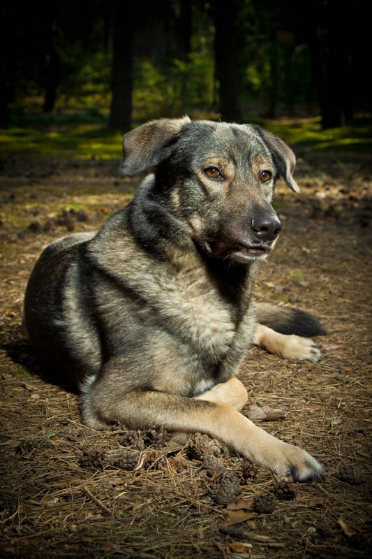 Rex