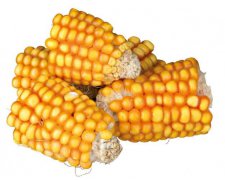 Trixie Kawałki Kolb Kukurydzy 300g