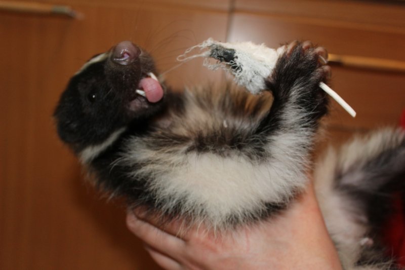 Skunks Emil