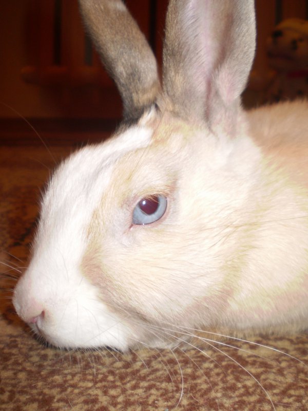 Kto mnie obudził!?!?