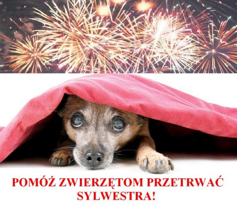 Sylwester - najtrudniejsza noc w roku