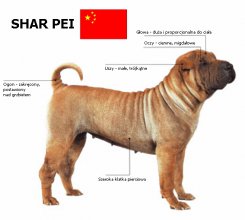 Shar Pei