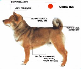 Shiba Inu