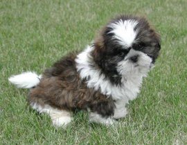 Shih Tzu